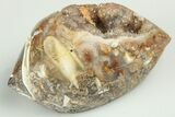 1.84" Chalcedony Replaced Gastropod With Sparkly Quartz - India - #188788-1